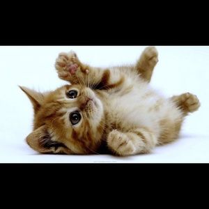 Meet your Posher, Geminis